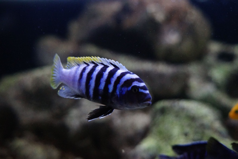Cynotilapia zebroides 'Mbenji Island'